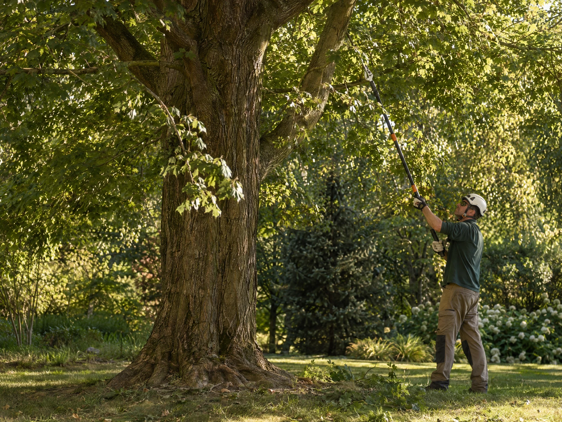Illustrative tree care landscape